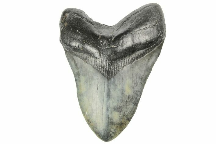 Fossil Megalodon Tooth - South Carolina #168211
